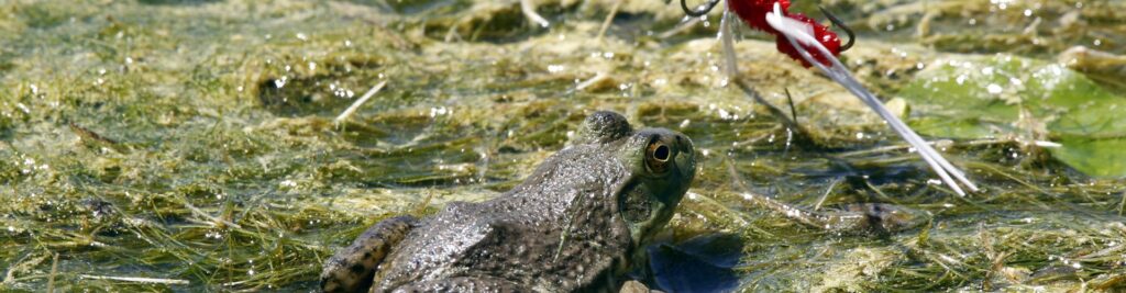 Alternative Fishing Methods