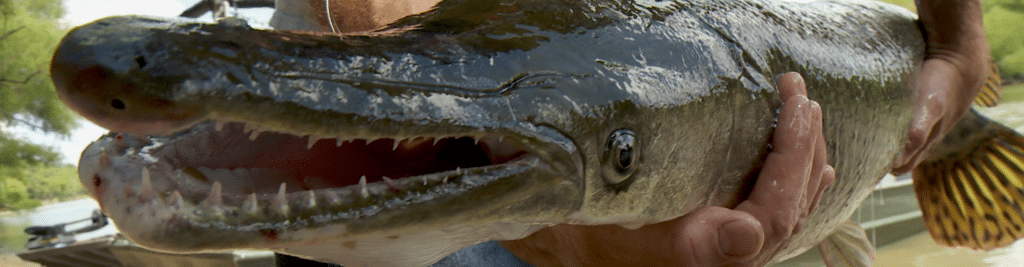 Alligator Gar